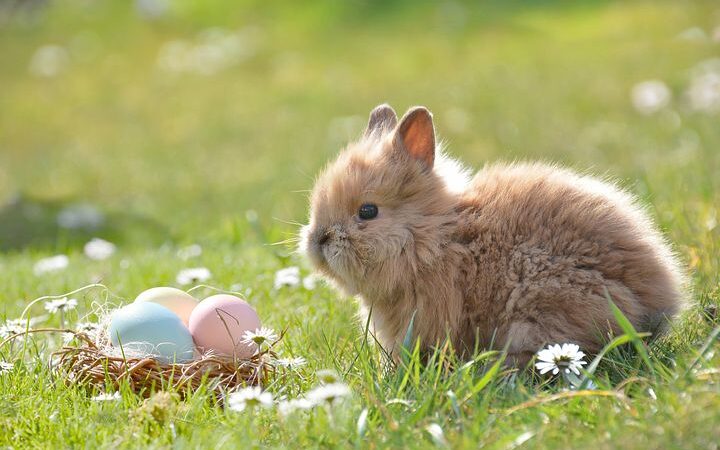 Prusickie Serce dla Zwierząt zaprasza na Jarmark Wielkanocny w Bagnie